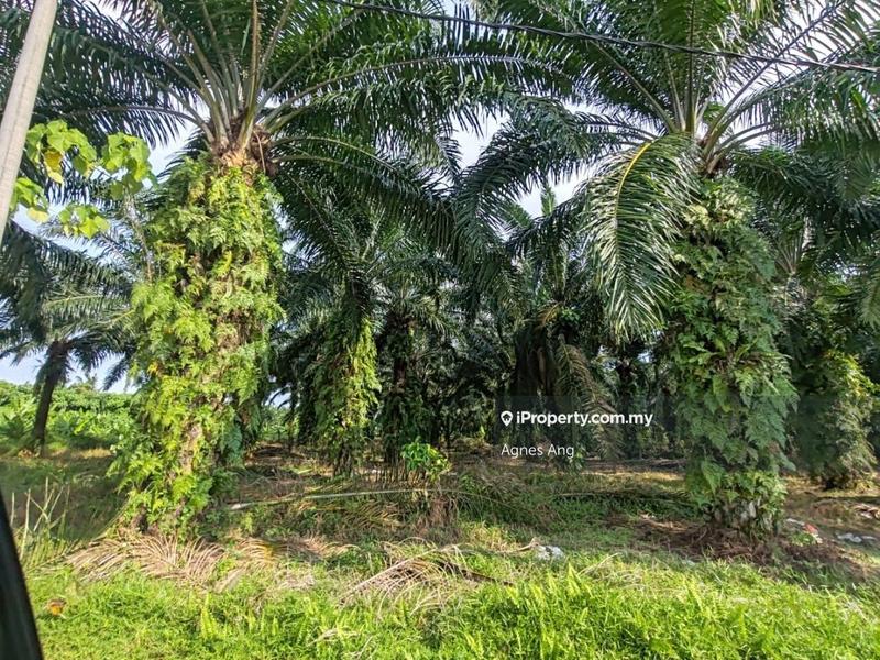 Tanah Pertanian untuk Dijual di Ladang Telok, Telok Panglima Garang oleh Agnes Ang - iProperty.com.my