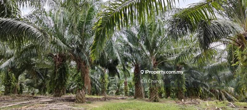 Agricultural Land for Sale in Baling, Kedah by CH Chang - iProperty.com.my