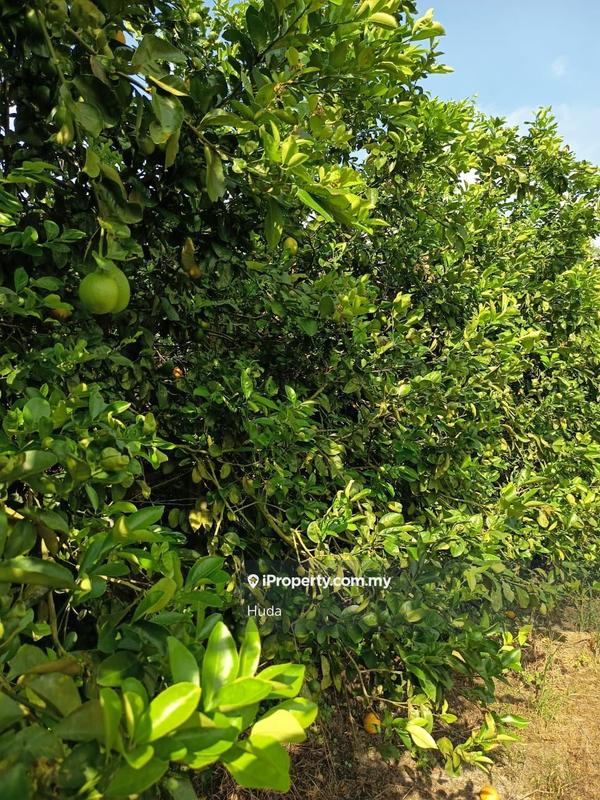 Agricultural Land for Sale in Dangi, Johol by Huda - iProperty.com.my