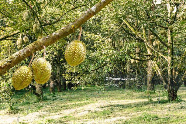 For Sale - Freehold Durian Farm Agricultural Land 6 Acres Serendah Rawang