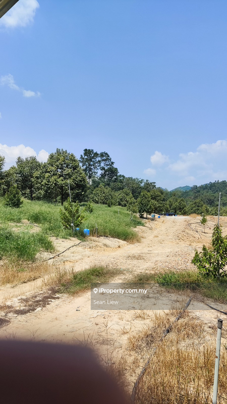 Tanah Pertanian untuk Disewa di Gua Musang , Kelantan, Gua Musang oleh Sean Liew - iProperty.com.my