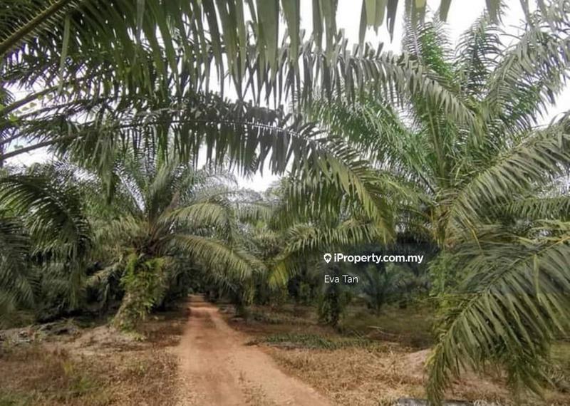 For Sale - Pontian Agriculture Land