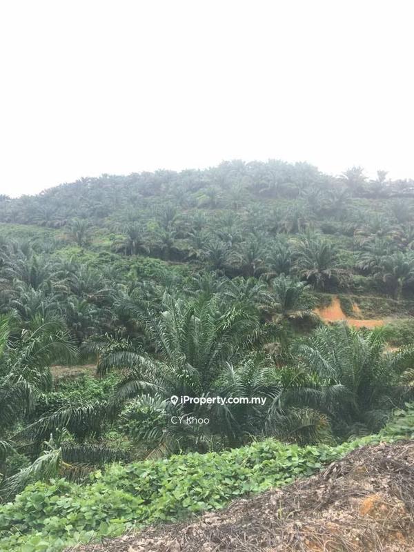 Tanah Pertanian untuk Dijual di Taman Gua Musang, Gua Musang oleh CY Khoo - iProperty.com.my