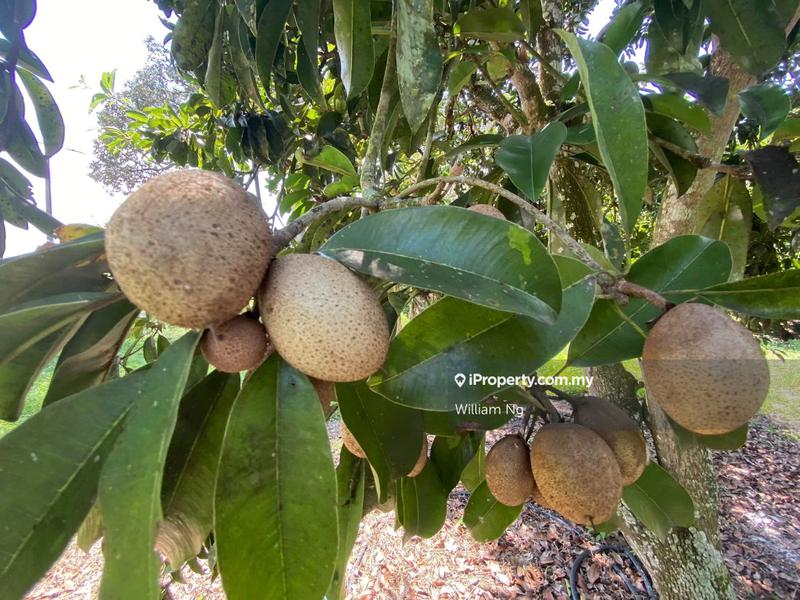 Agricultural Land for Sale in Taman Jelebu, Kuala Klawang by William Ng - iProperty.com.my