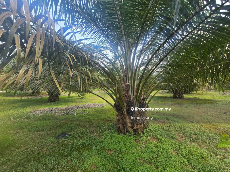Agricultural Land for Sale in Sg Pertak, Karak by Irene Leong - iProperty.com.my