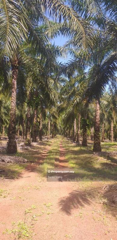 Agricultural Land for Sale in Taman Buloh Kasap, Segamat by Santo Wang - iProperty.com.my