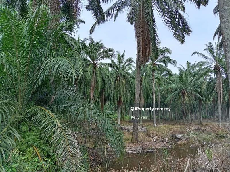 Agricultural Land for Sale in Changkat, Nibong Tebal by Kelly Yee - iProperty.com.my