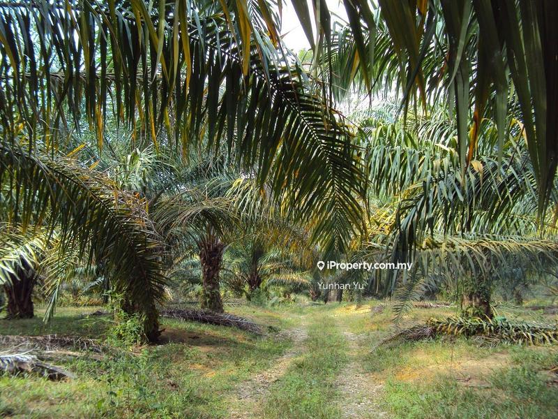 Agricultural Land for Sale in Triang, Pahang by Yunhan Yu - iProperty.com.my