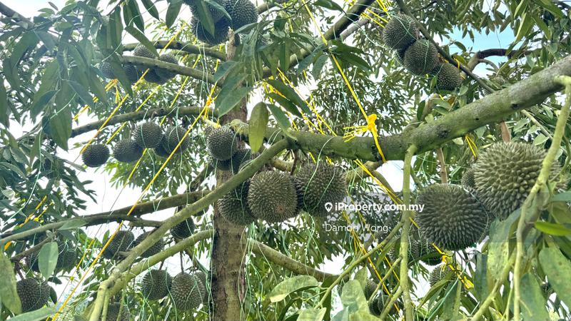 For Sale - 125 acres Black Thorn and Musang King farm