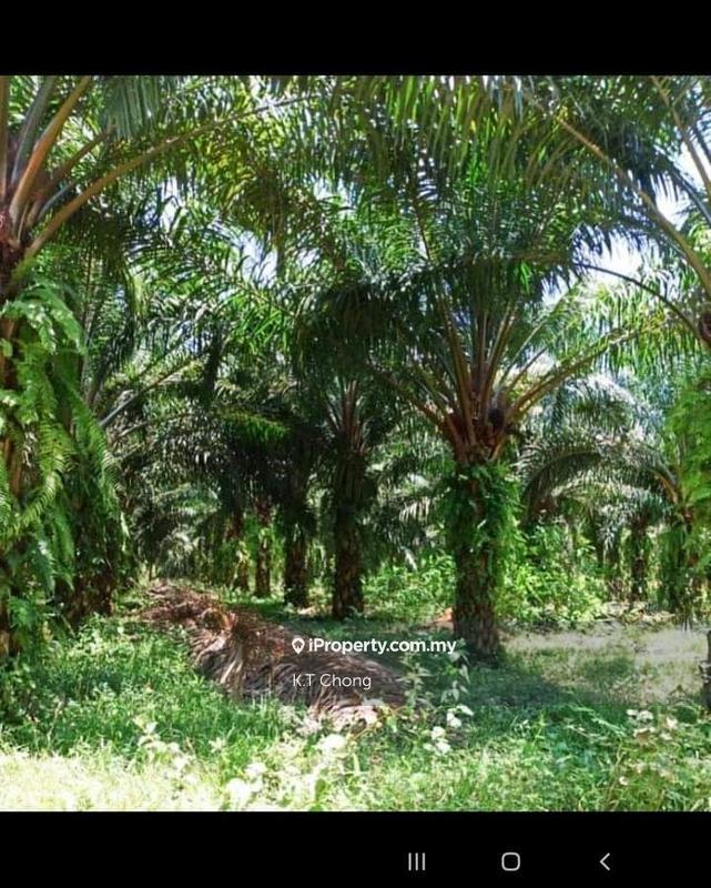 Tanah Kediaman untuk Dijual di Bidor, Perak oleh K.T Chong - iProperty.com.my