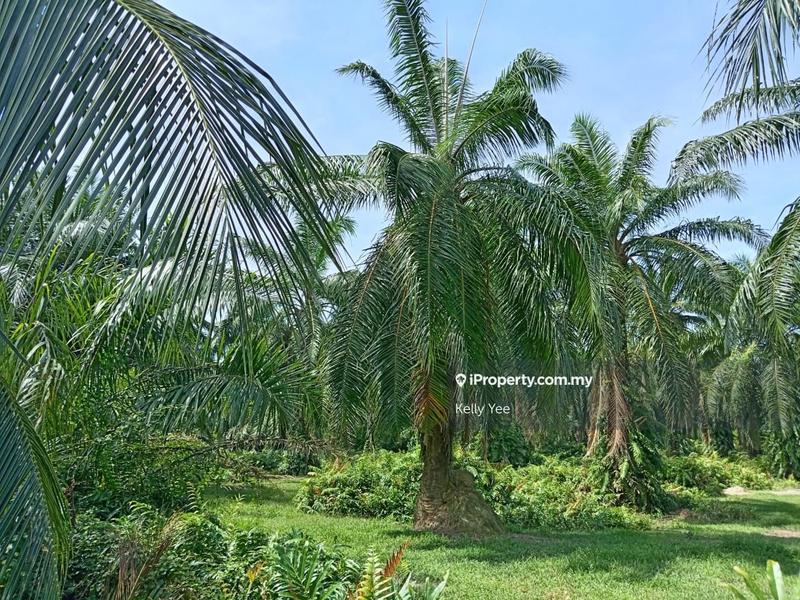 Tanah Pertanian untuk Dijual di Nibong Tebal, Penang oleh Kelly Yee - iProperty.com.my
