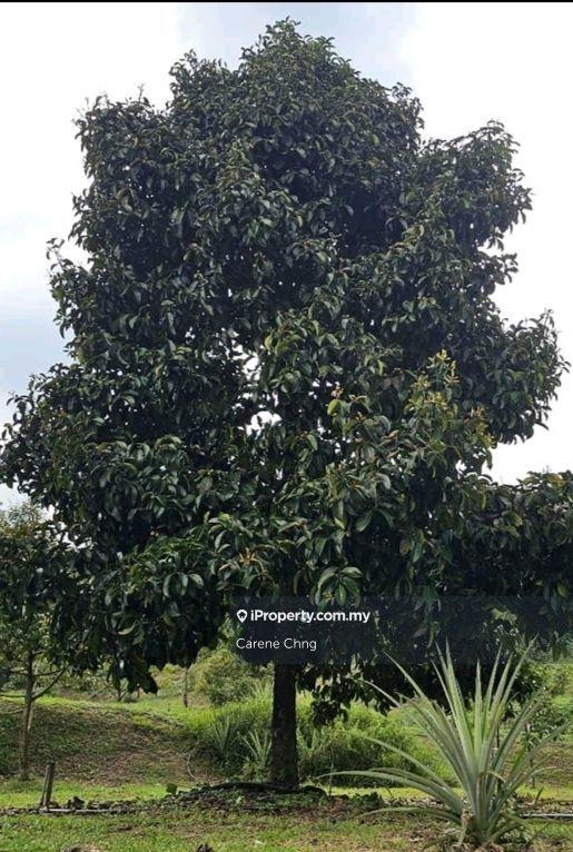 Agricultural Land for Sale in Hulu Langat, Selangor by Carene Chng - iProperty.com.my