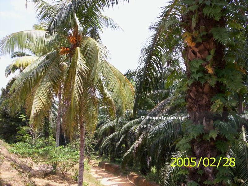 Agricultural Land for Sale in Sungai Petani, Butterworth by KB Chan - iProperty.com.my