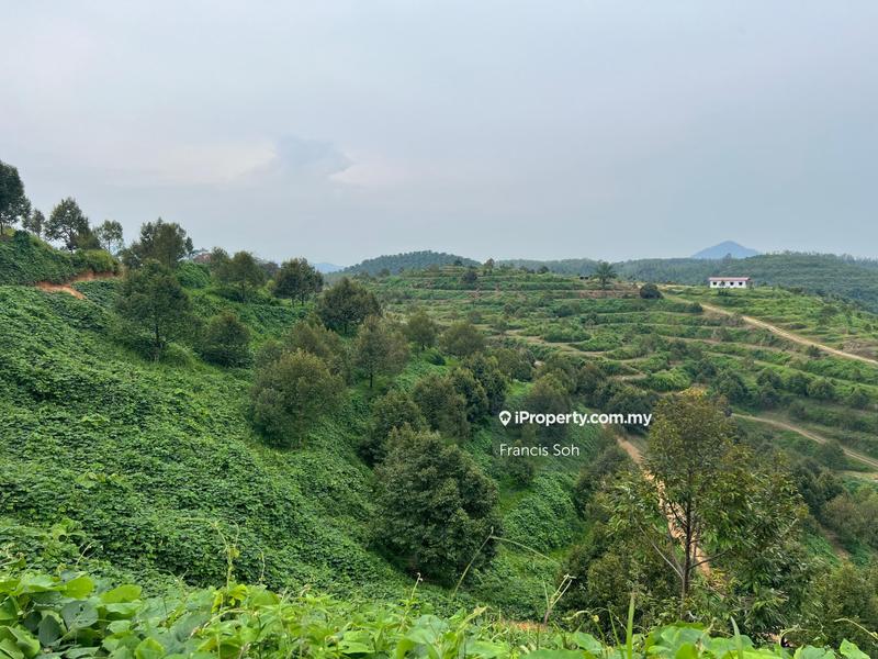 For Sale - High-quality durian trees for sale, the first choice for orchard investment!