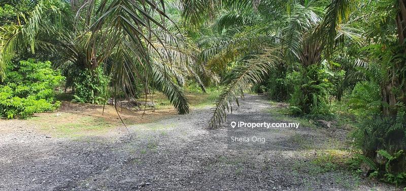 Tanah Pertanian untuk Dijual di Banting, Banting oleh Sheila Ong - iProperty.com.my