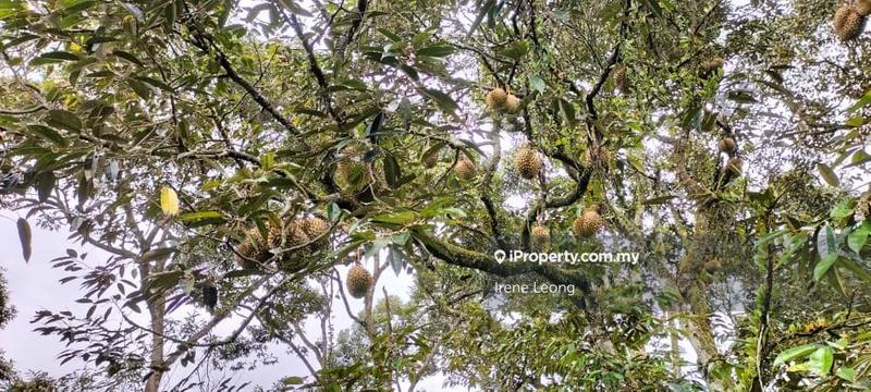 Agricultural Land for Sale in Karak, Pahang by Irene Leong - iProperty.com.my
