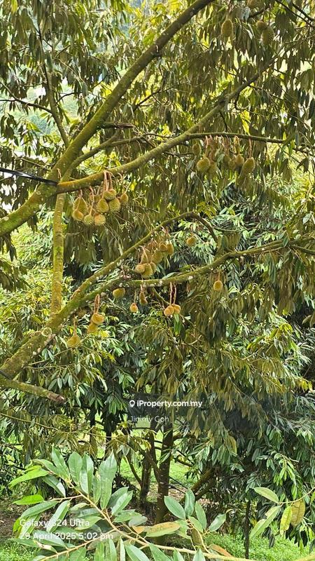 Tanah Pertanian untuk Dijual di Kampung Sungai Tekali, Hulu Langat oleh Jimmy Goh - iProperty.com.my
