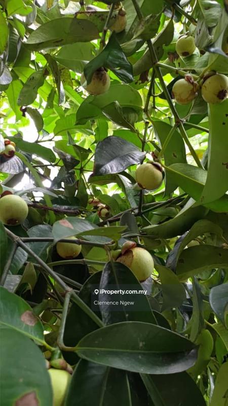 Agricultural Land for Sale in Ulu Slim, Slim River by Clemence Ngew - iProperty.com.my