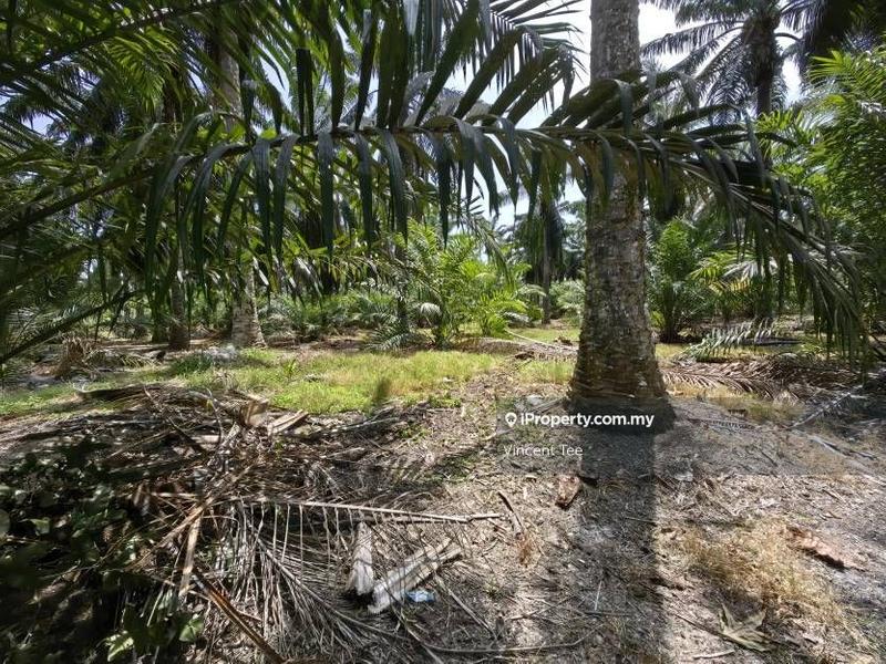 Agricultural Land for Sale in Kampung Baru Kemayan, Triang by Vincent Tee - iProperty.com.my