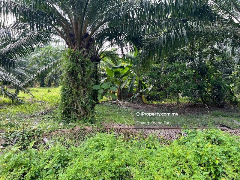 Agricultural Land for Sale in Kampung Teluk Mengkuang, Telok Panglima Garang by Chang Kheng Fatt - iProperty.com.my