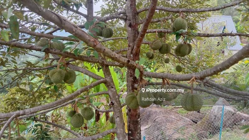 Tanah Pertanian untuk Dijual di twrls, Kuah oleh Rafidah Aziz - iProperty.com.my