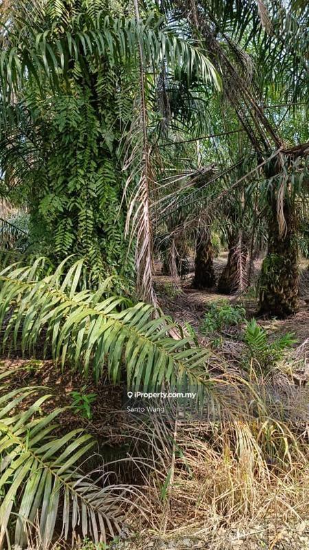 Tanah Pertanian untuk Dijual di Parit Tengah, Benut oleh Santo Wang - iProperty.com.my