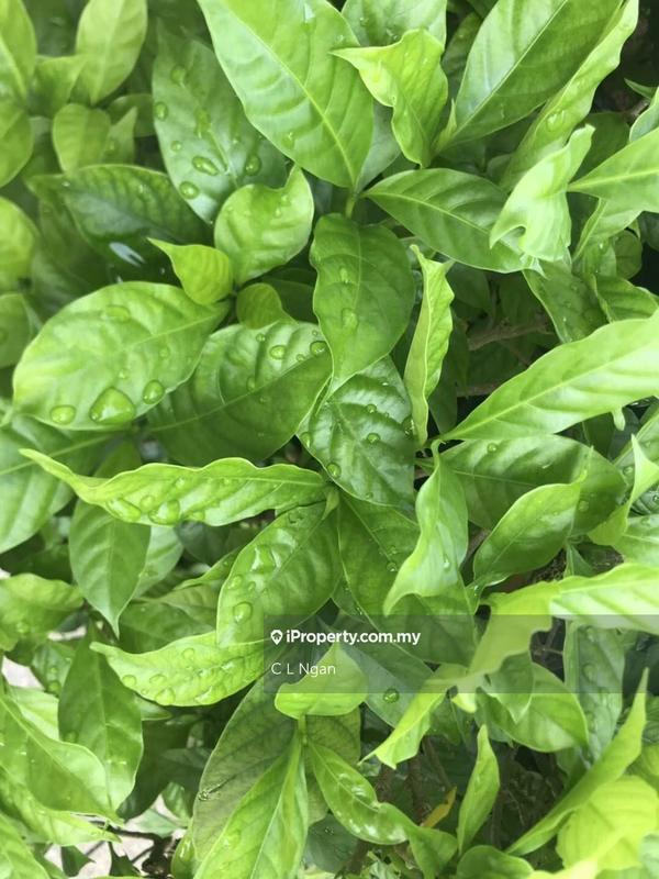 Service Residence for Rent in Jadite Suites by C L Ngan - iProperty.com.my