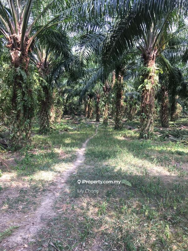 Tanah Pertanian untuk Dijual di Bercham, Ipoh oleh Lily Chong - iProperty.com.my