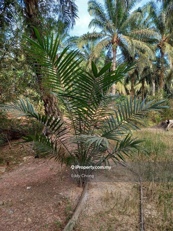 Tanah Pertanian untuk Dijual di Sri Lalang, Kluang oleh Eddy Chong - iProperty.com.my