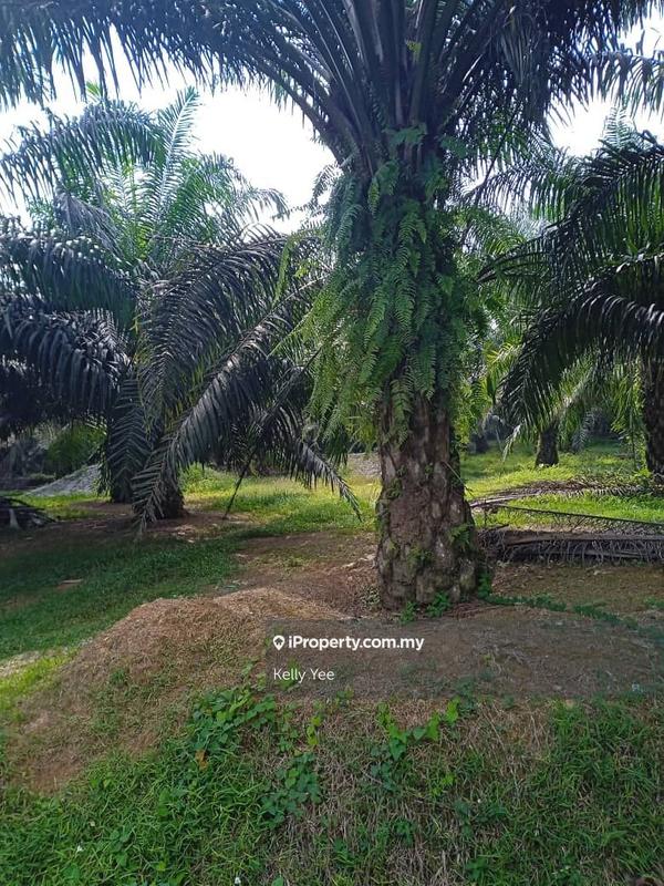 Tanah Pertanian untuk Dijual di Palm Oil Plantation @ Sungai Karangan, Kulim- Sale, Kulim oleh Kelly Yee - iProperty.com.my