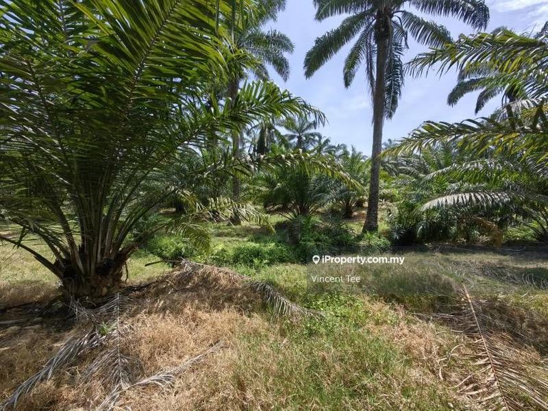 Agricultural Land for Sale in Kampung Baru Kemayan, Triang by Vincent Tee - iProperty.com.my