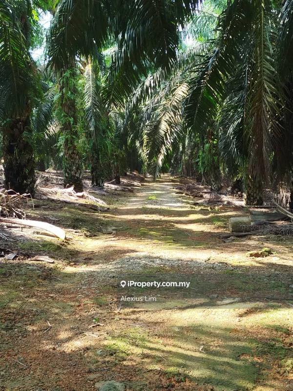 For Sale - 2pcs of 4 Acres Agricultural Land(Road Side) @ Desa Makmur, Mukim Kota Tinggi