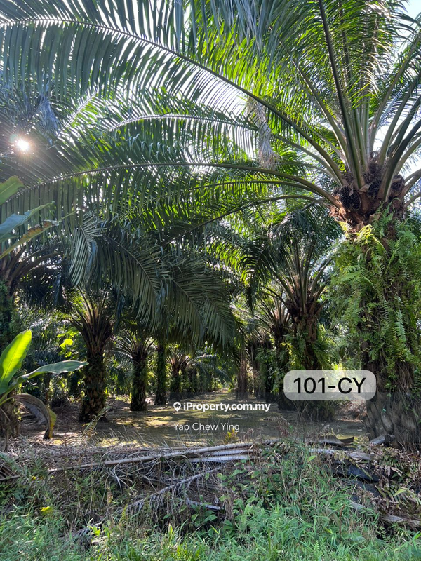 Agricultural Land for Sale in Kampung Sijangkang, Telok Panglima Garang by Yap Chew Ying - iProperty.com.my
