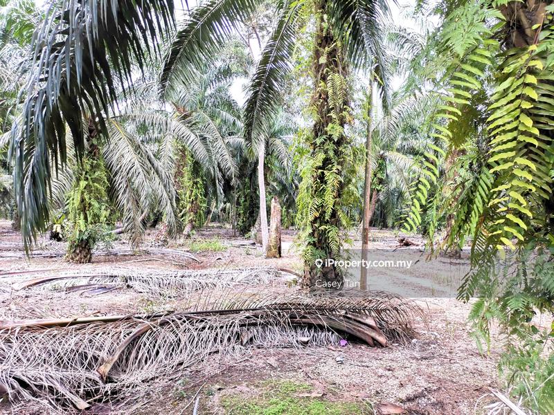 Tanah Pertanian untuk Dijual di Kampung Rimba Terjun, Pontian oleh Casey Tan - iProperty.com.my