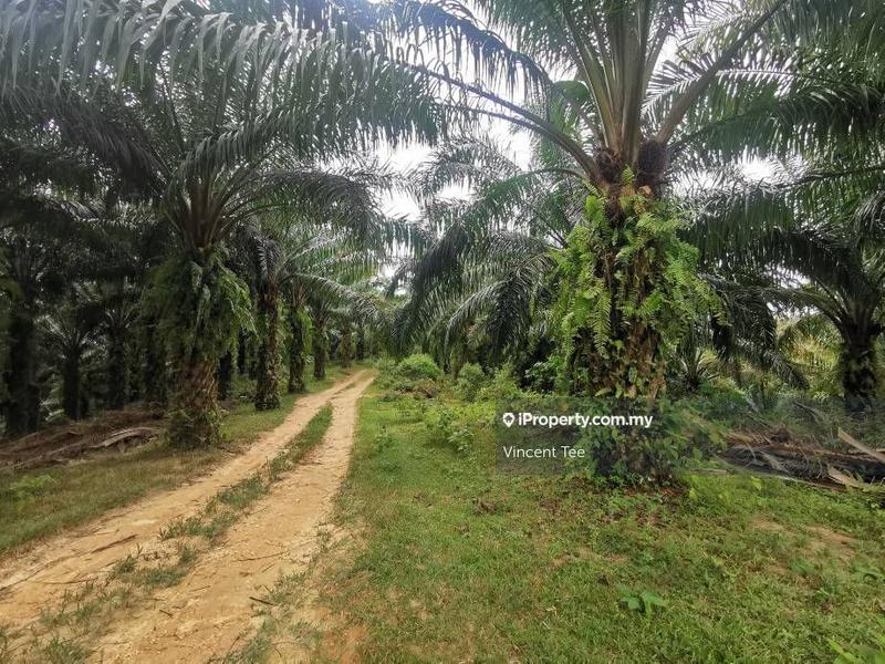For Sale - 8.85 Acres Oil Palm Agriculture Land Rasa Batang Kali