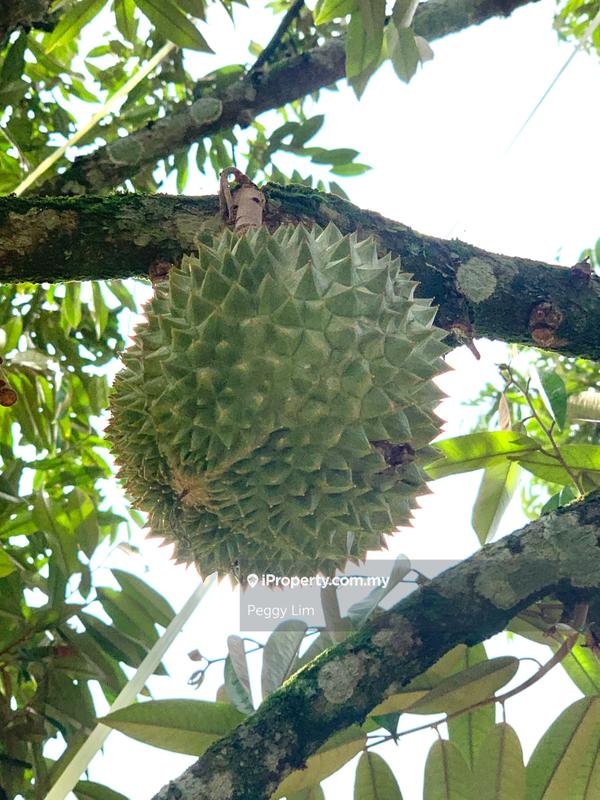 For Sale - Kulim, Junjong, Kedah Durian Farm For Sale.