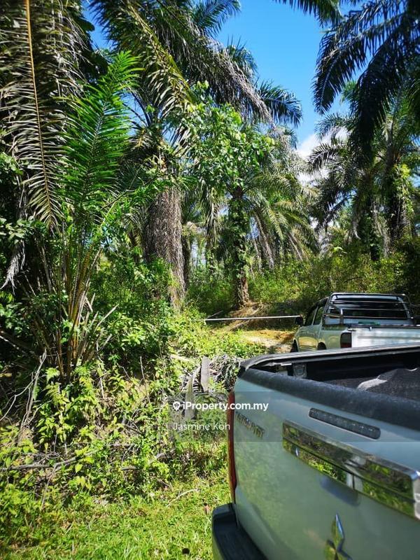 Tanah Pertanian untuk Dijual di Kemaman, Terengganu oleh Jasmine Koh - iProperty.com.my