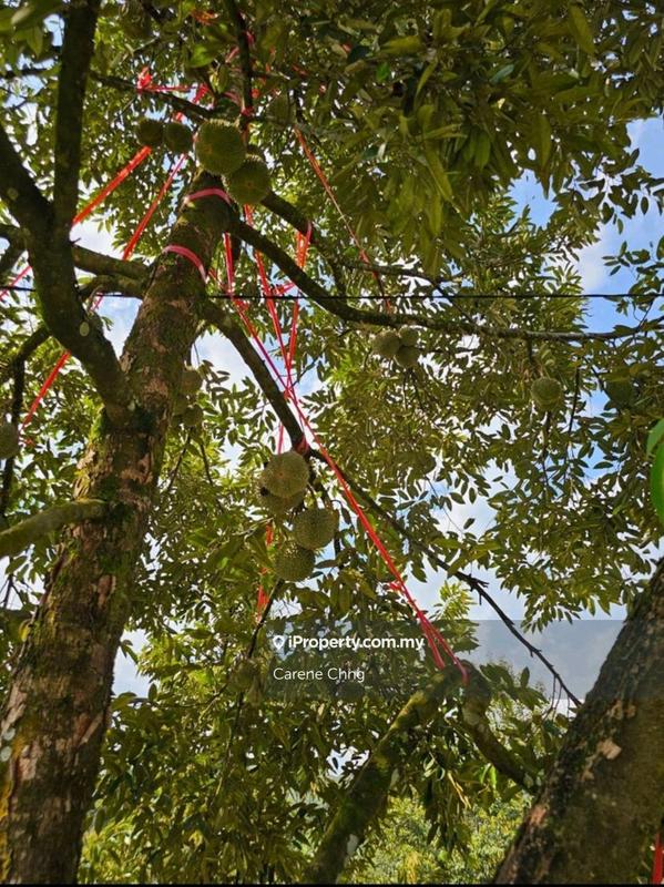 Agricultural Land for Sale in Hulu Langat, Selangor by Carene Chng - iProperty.com.my