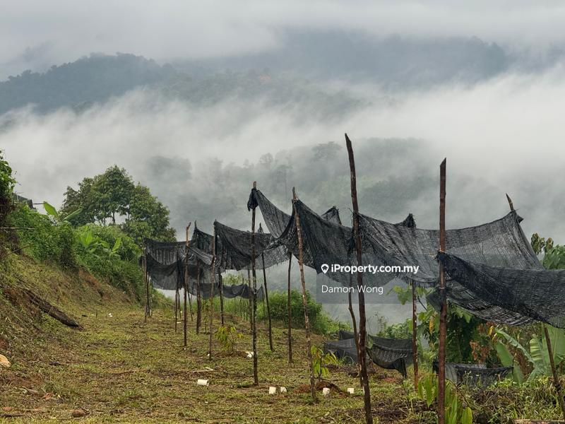 For Sale - 6.8 acres durian land in Ulu Yam