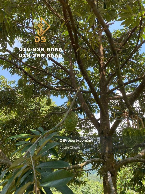 Agricultural Land for Sale in Kuala Kangsar , Kulim, Gerik by Justin Chong - iProperty.com.my