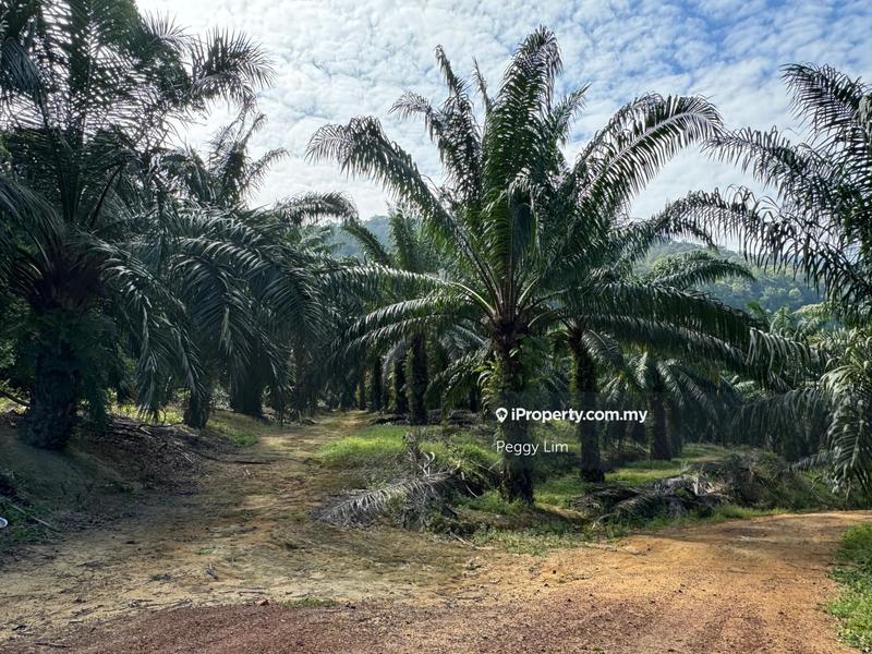 For Sale - Tangkak , Johor Oil Palm For Sale