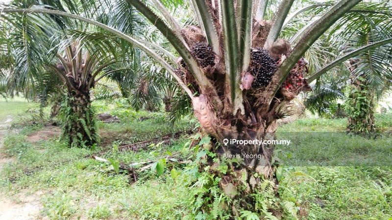 For Sale - 7 years palm oil plantation land