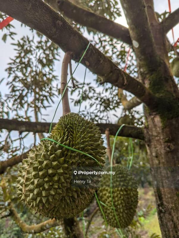 Agricultural Land for Sale in Bandar Baru Kuala Lipis, Kuala Lipis by Henry Ta - iProperty.com.my