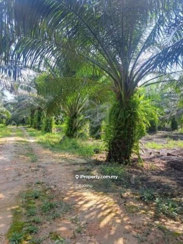 Tanah Pertanian untuk Dijual di Perak Tengah Jaya Baru Sitiawan 32000 Lekir, Sitiawan oleh CY Khoo - iProperty.com.my