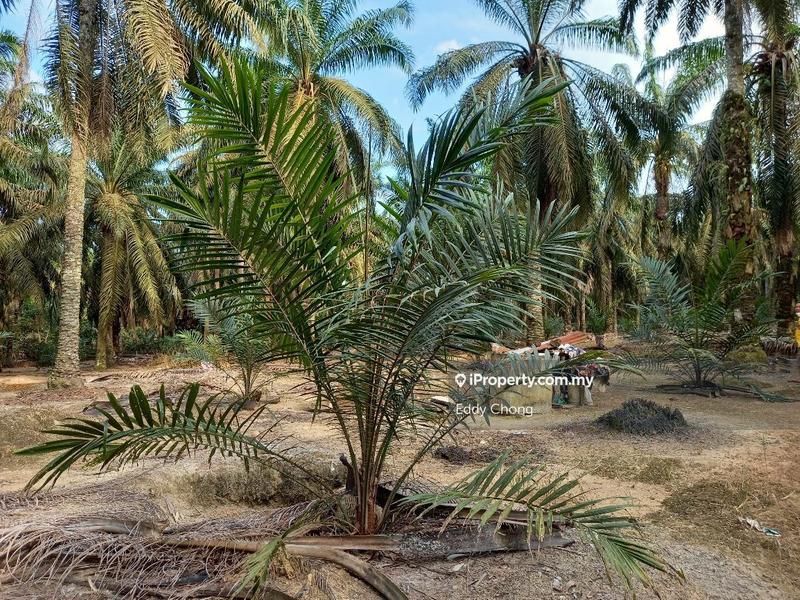 Tanah Pertanian untuk Dijual di Sri Lalang, Kluang oleh Eddy Chong - iProperty.com.my
