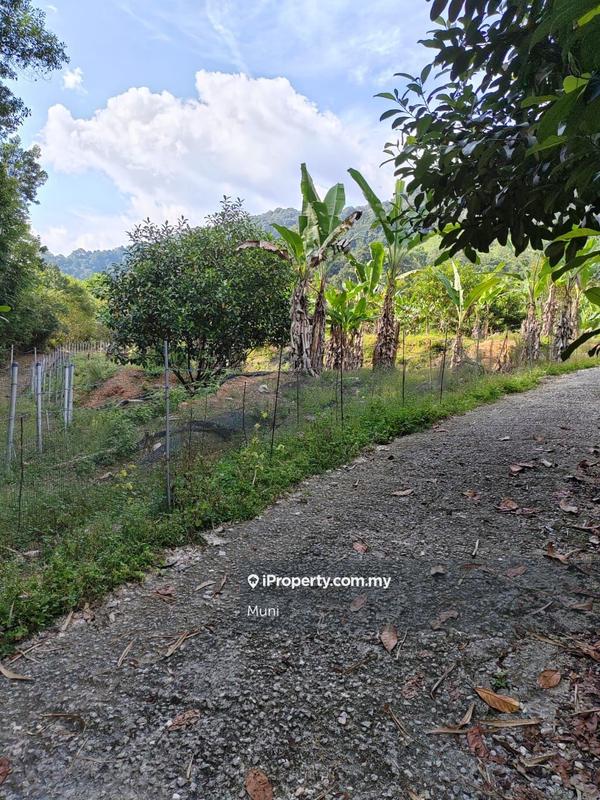 Agricultural Land for Sale in Jelapang, Ipoh by Muni - iProperty.com.my