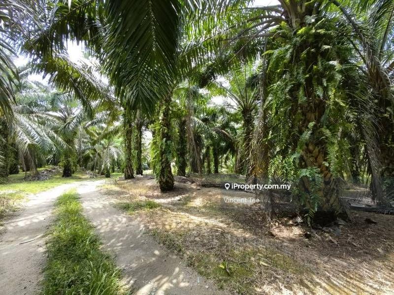 For Sale - 80 Acres Oil Palm Freehold Gated Rengoh Johol Kuala Pilah