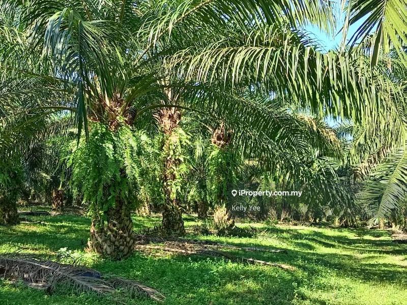 For Sale - Palm Oil Plantation @ Mukim Luit, Maran for Sale