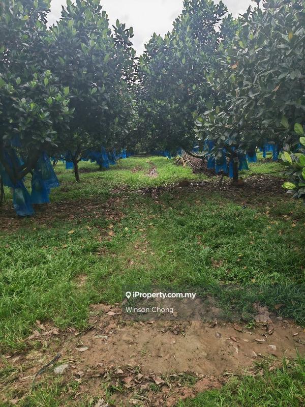 Agricultural Land for Sale in Kampung Baru Pokok Sena, Pokok Sena by Winson Chong - iProperty.com.my
