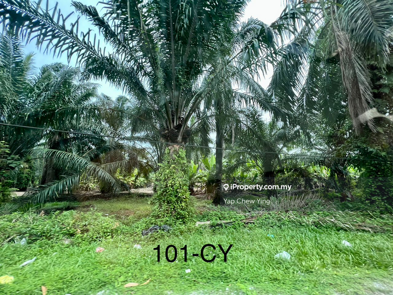 Agricultural Land for Sale in Bandar Parklands, Klang by Yap Chew Ying - iProperty.com.my